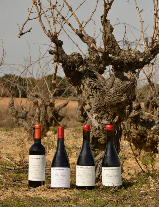 Vino Tinto Ribera